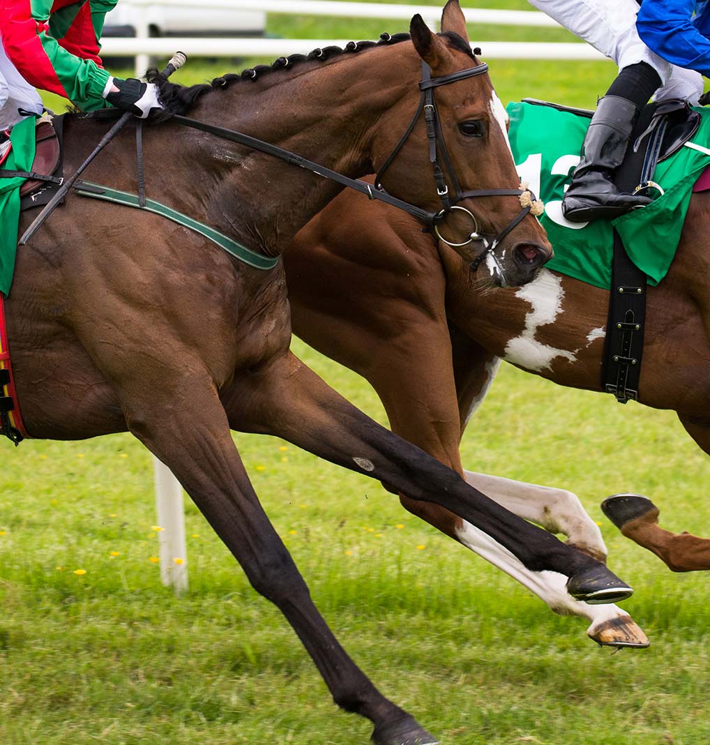 Whats on Killarney Killarney Races September Muckross Park Hotel & Spa