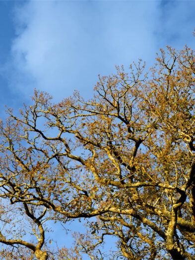 A picture of a tree in autumn and blue sky at Muckross park gardens