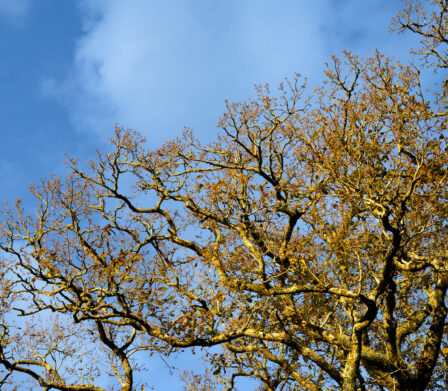 Muckross_1100x1100_outdoor-park-meeting&events-activities