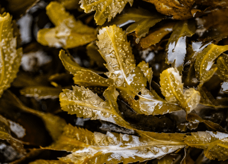 Lush green seaweed in tranquil waters, evoking a serene seaside retreat. Perfect for nature-loving hotel guests.